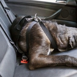 HARNAIS POUR CHIEN TAILLE L...